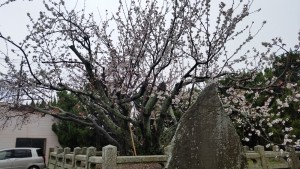子安観音寺の不断桜