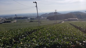 水沢の茶畑