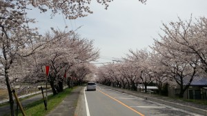 木曽岬町桜のトンネル