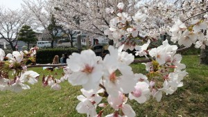 木曽岬町桜のトンネル