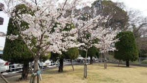 九華公園の桜