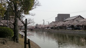 九華公園の桜