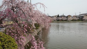 九華公園の桜