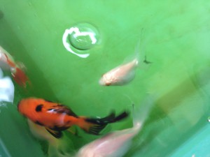 外で金魚を飼い始めました