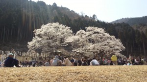 根尾谷の薄墨桜