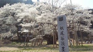 根尾谷の薄墨桜