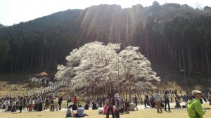 根尾谷の薄墨桜