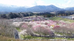 いなべ梅林公園