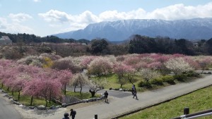 いなべ梅林公園