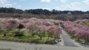 いなべ梅林公園