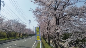 川越町朝明の総合体育館の桜
