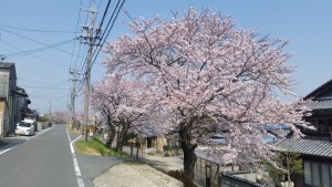 朝明川堤防の桜