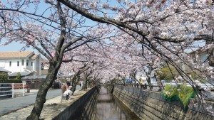 十四川堤防の桜