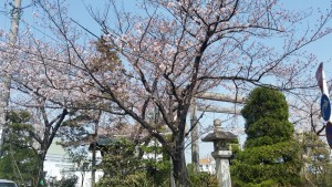 東海道追分の桜