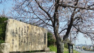 関宿の桜