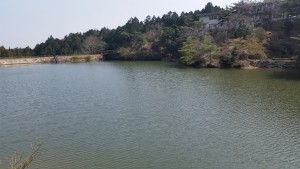 亀山観音山公園の桜