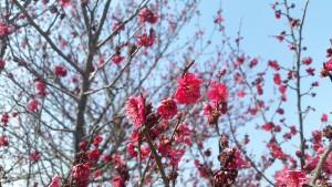 いなべ梅林公園