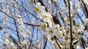 いなべ梅林公園