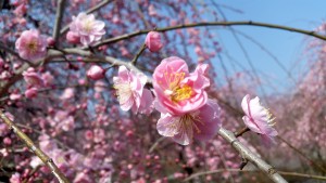 いなべ梅林公園