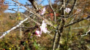 10月桜