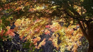 永源寺ダム