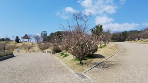 南部丘陵公園の日永梅林