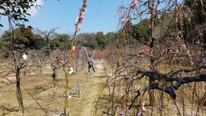 菅原神社のしだれ梅