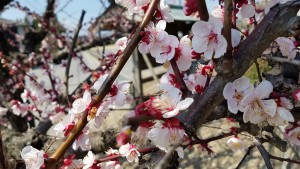 菅原神社のしだれ梅