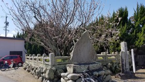 子安観音寺の不断桜