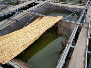 郡山金魚資料館