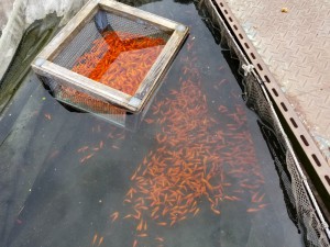 郡山金魚資料館