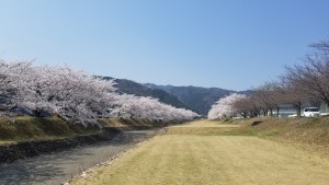 駒田駅からの桜