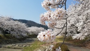 駒田駅からの桜