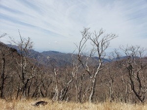 雨乞岳からの下り