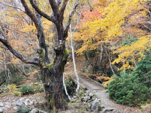 紅葉