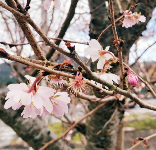 桜