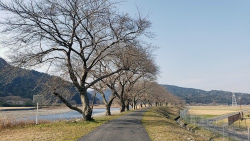 桜並木