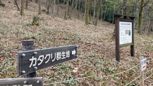 鳩吹山のカタクリ群生地