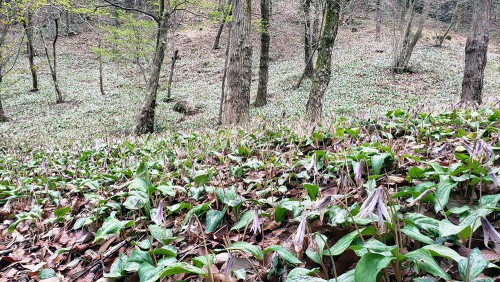 鳩吹山のカタクリ群生地