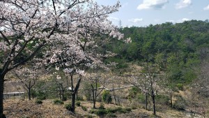 みたけの森の桜