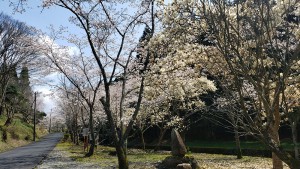 みたけの森の桜