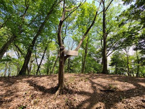 山本山